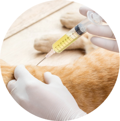 Pet Vaccinations Near Me 06880 - Winslow Park Animal Hospital