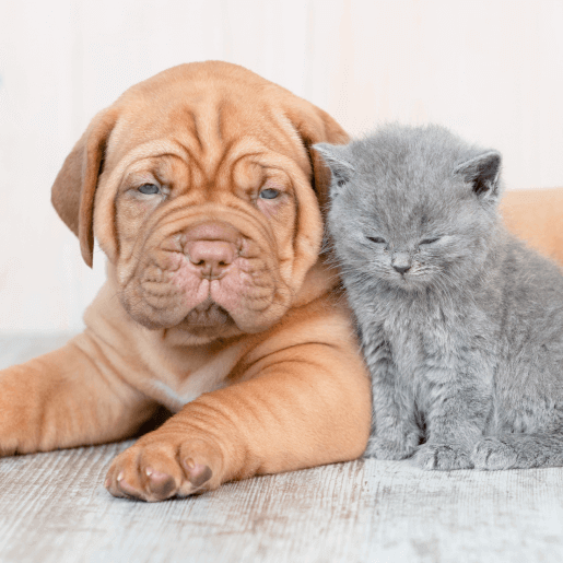 Puppy & Kitten Care