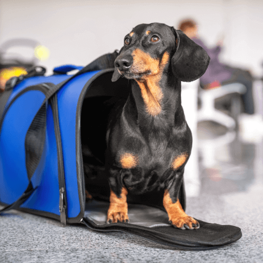 Travel & Health Certificates