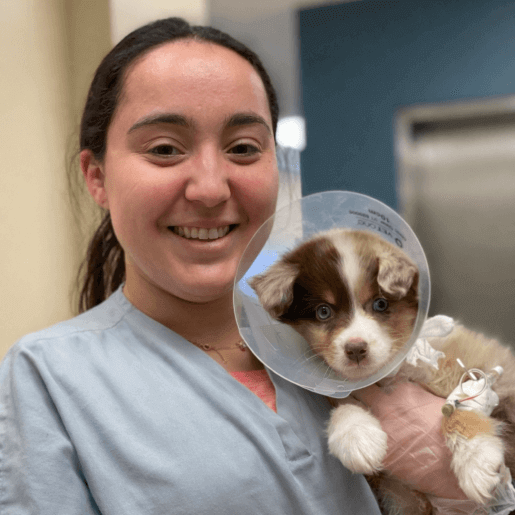 Angelica, Veterinary Technician